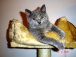 DJazz - Chartreux - Chartreux