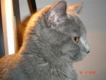 DJazz Chartreux - Chartreux