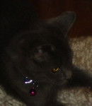 Gavroche, 3 mois type chartreux ou bleu de Russie ??? - Chartreux (3 mois)