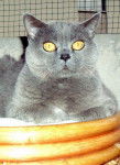 chartreux chatoune - Chartreux