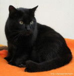 black - Chartreux (1 an)