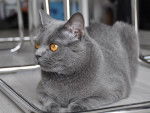 Le Chartreux - Chartreux