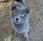Le Chartreux - Chartreux