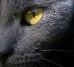 Le Chartreux - Chartreux