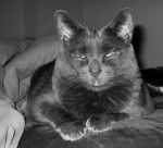 Le Chartreux - Chartreux