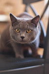 Chartreux - Chartreux