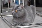 Chartreux - Chartreux