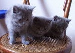 Chatons chartreux ; http://lesfelinsbleus.com - Chartreux