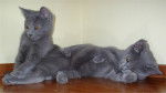 Isabeau et Hilly - Chartreux