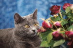 Mignonne, allons voir si la rose... - Chartreux