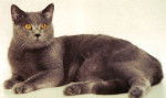 Star du web - Chartreux