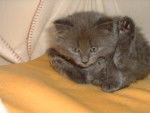 Chaton chartreux - Chartreux