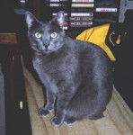 Crois? chartreux - Chartreux