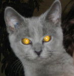 Chartreux - Chartreux (1 an et 9 mois)