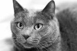Photo Chartreux