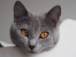 Photo Chartreux