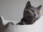 Photo Chartreux