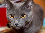 Photo Chartreux