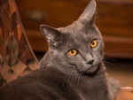 Photo Chartreux