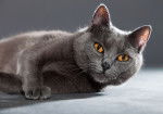 Photo Chartreux