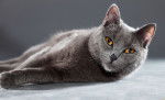 Photo Chartreux
