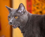 Photo Chartreux