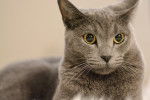Photo Chartreux