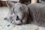 Photo Chartreux