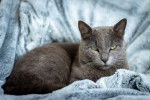Un Chartreux aux yeux verts assis sur une couverture