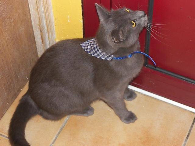 CHARTREUX -SIAMOIS RAMSES - Chartreux