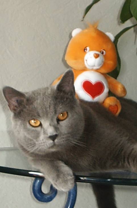 Bisounours - Chartreux