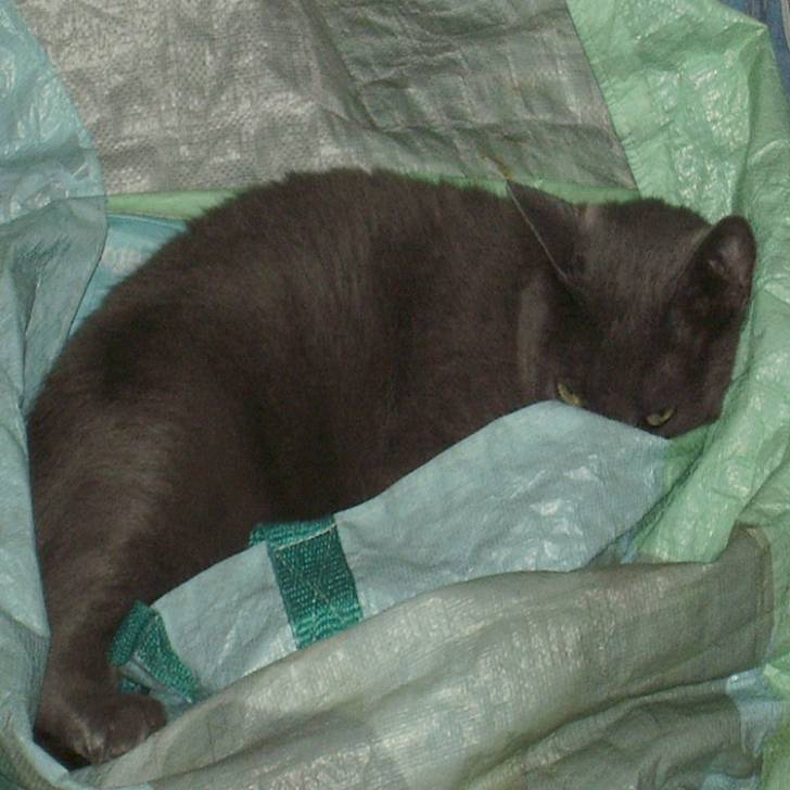 Le chat est dans le sac - Chartreux