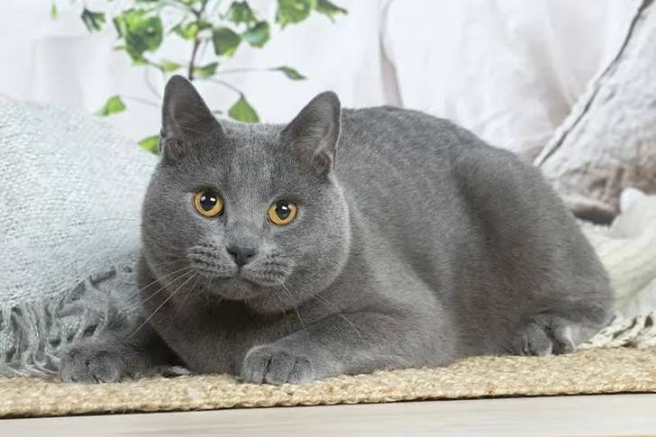 Un chartreux allongé