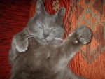 grisou, le chartreux pas commode !!! - Chartreux