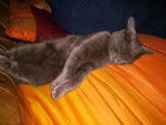 CHARTREUX/FRANKLIN - Chartreux