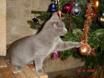 DJazz Chartreux - Chartreux