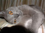 Chartreux - Chartreux