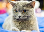 Photo Chartreux
