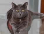 Photo Chartreux
