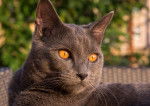 Photo Chartreux