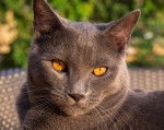 Photo Chartreux