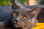 Photo Chartreux