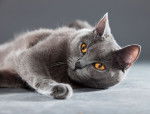 Un Chartreux couché