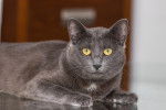 Photo Chartreux