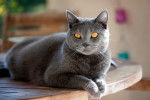 Un Chartreux aux yeux orange allongé sur une table en bois