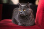 Photo Chartreux