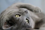 Photo Chartreux