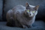 Photo Chartreux