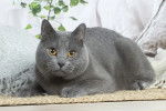 Un Chartreux allongé sur un tapis