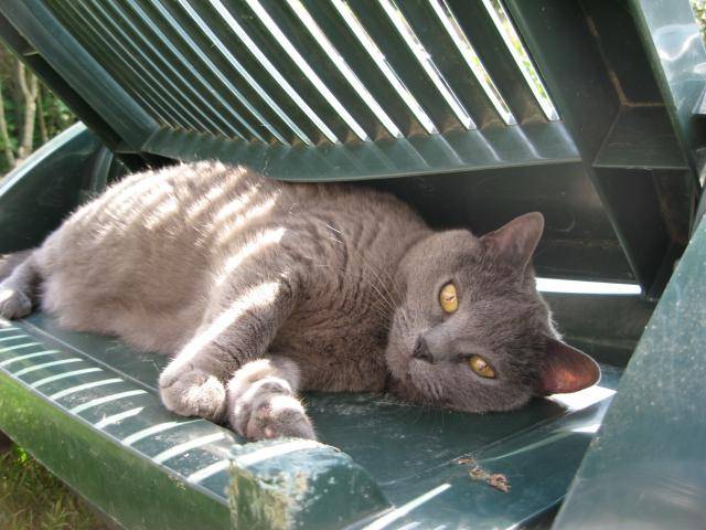 Rafale Chartreux - Chartreux